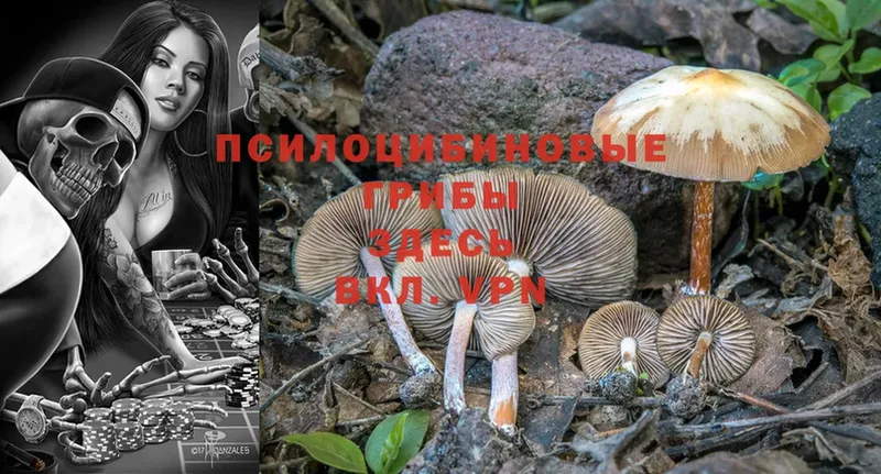 где продают наркотики  omg вход  Галлюциногенные грибы Magic Shrooms  Липки 